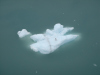 glacier-bay-028