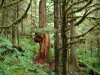 rainforest-002
