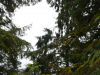 rainforest-003