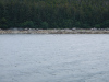 whalewatching-011
