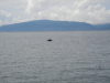 whalewatching-018