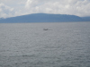 whalewatching-019