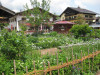 berwang-2012-38