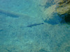 blausee-13