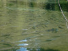 blausee-19