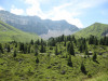 elsigenalp-31