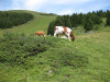 elsigenalp-53