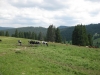 feldberg-223