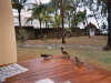 mauritius004