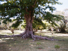 mauritius019