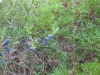 sardinien2014-05