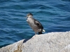 sardinien-2015-juni-54