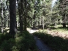 schwarzwald2015-10.jpg