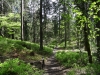 schwarzwald2016-36