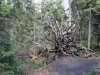 schwarzwald2016-39