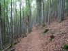 schwarzwald2016-51