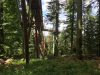schwarzwald-2017-2-32