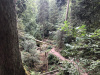 schwarzwald-2019-2-59