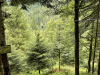 schwarzwald-2021-44a
