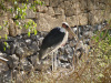 jungle_park-015