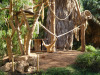 jungle_park-024