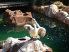 jungle_park-025