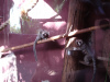 jungle_park-042