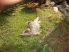 jungle_park-062