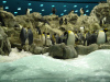 loro_parque-005