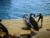 loro_parque-014