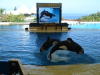 loro_parque-017