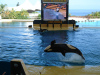 loro_parque-019