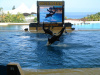 loro_parque-020