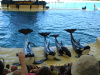 loro_parque-024