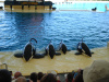 loro_parque-025