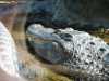 loro_parque-029