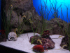 loro_parque-055