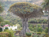 masca-008
