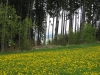 titisee-241