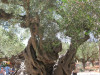 zakynthos-220